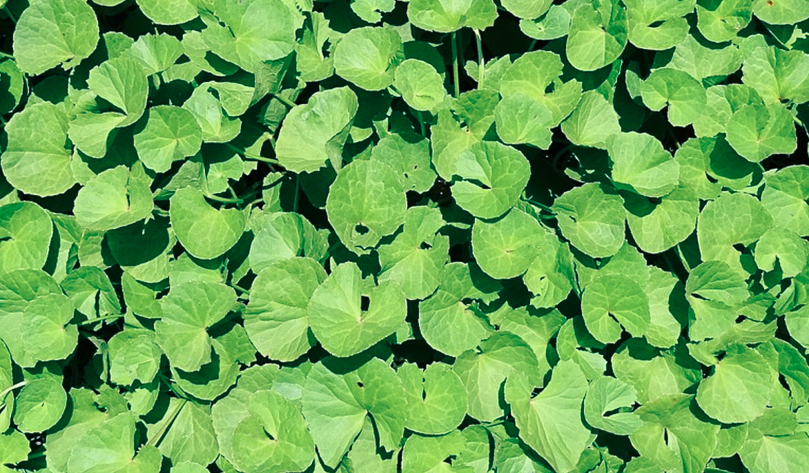 Professional Herbalist Consultation , London - initial Consultation