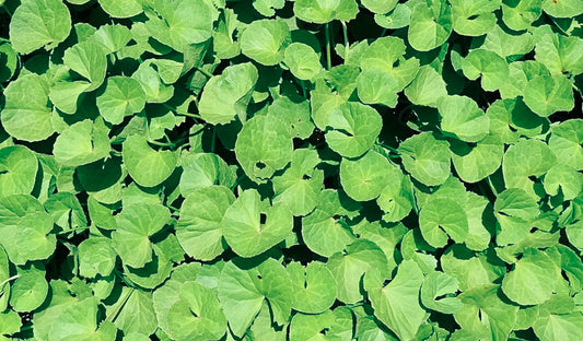 Close-up of fresh Brahmi leaves (Bacopa monnieri), an Ayurvedic herb known for its cognitive and hair health benefits.