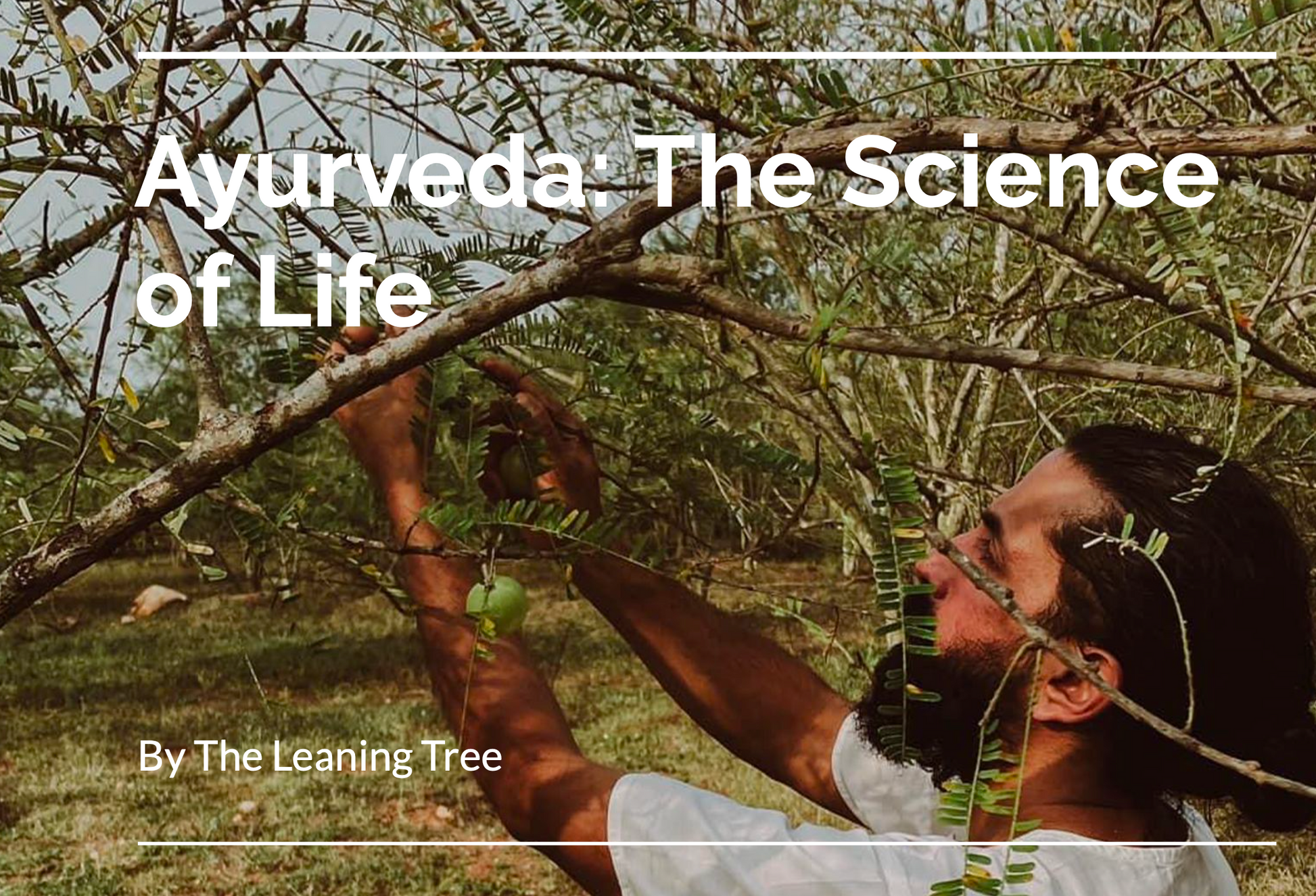 amla tree farm, person interacting with nature, pdf book download, india the leaning tree apothecary.